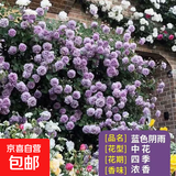 蔷薇花苗爬藤植物藤本月季四季花卉特大浓香型玫瑰盆栽庭院阳台 蓝色阴雨【四季中花多头浓香】不含盆 高约20cm