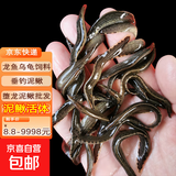 活泥鳅 户外垂钓钓鱼专用饵料饲料鱼本地金鳅鲜活淡水乌龟龙鱼饲料活体泥鳅批发 5-9厘米泥鳅100条