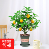 香水柠檬树苗水果盆栽可食用驱蚊浓香好养阳台四季花卉室内绿植物 香水柠檬树+加仑盆 （全国可种）