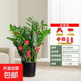 【金钱树】盆栽客厅室内植物钱串子大型发财绿植乔迁开业送盆花卉 20-25株 0.9-1.1米原土盆 送肥料