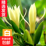 白兰花玉兰花树苗带花苞矮化老桩盆栽紫黄角兰四季开花卉绿植植物 精品白兰1米（花期带花苞）