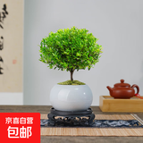 小叶赤楠老桩苗紫檀微景观水培办公室四季好养金丝楠木绿植 小叶赤楠+冰裂纹盆+苔藓+复古底座