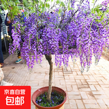 紫藤花树苗爬藤植物多花紫藤萝树苗阳台盆栽庭院老桩花卉四季开花 紫藤【1cm粗】大苗（可爬藤）
