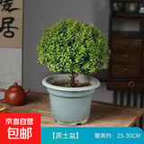 正宗小叶赤楠盆景植物金丝楠木盆栽办公室桌面绿植小盆栽四季好养 大号小叶赤楠+原土发货