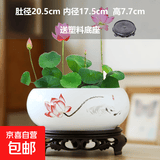 盆生花道水培花盆陶瓷水仙花睡莲碗莲铜钱草无孔水养专用花盆清仓 大号鱼中金莲水培盆+托盘 无规格