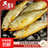 【黑哥海鲜】舟山特产深海流网黄鱼黄花鱼急冻锁鲜无冰8-10条/斤 舟山小黄鱼500g（8-10条/袋）