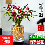 水培金边兰花苗金枝玉叶 室内办公室小盆栽绿植花卉好养四季兰花 红玉冠1苗裸根试养