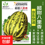 蔬菜种子四季播盆栽阳台庭院香菜生菜菠菜萝卜葱简单易种籽孑大全 超甜八里香约50粒