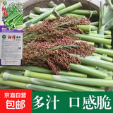 甜杆高梁种子北方甘蔗种子高粱种子高糖度甜脆多汁甜棒水果种子 甘甜甜杆高粱种子约300粒1包