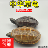 外塘中华草龟活体小乌龟宠物情侣金线苗活物草龟黑腹墨龟好养耐活 10-11厘米 2只情侣+100克粮