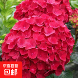 绣球花苗盆栽庭院花八仙花盆栽绣球花大苗无尽夏绣球室卉室外庭院 红宝石【2号】原土发货【当年开花】