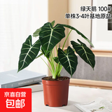 绿天鹅绒海芋盆栽白犀牛天鹅绒绿植竹芋室内客厅阳台观叶网红植物 【桌面优选】单株25-30cm-基地原盆