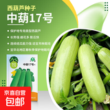 大白菜种子空心菜生菜奶油小白菜红心胡萝卜西葫芦农科院蔬菜籽孑 中葫17号西葫芦 1克