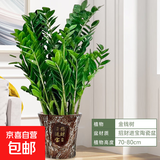 金钱树盆栽客厅大花盆旺宅树办公室内大型好养绿植物乔迁摇钱串子 金钱树70-80cm【招财进宝瓷盆】