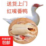 【大厂货源】生鲜现杀白番鸭豚鸭农家红头嘴脸散养土老鸭子洋飞鸭 7-8斤/只