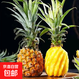 广东香水菠萝 徐闻菠萝 新鲜水果非凤梨现采现摘整箱包邮 带箱3.3-4斤（净重3-3.5斤）