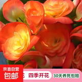 丽格海棠重瓣大花盆栽红玫瑰室内客厅阳台四季开净化空气好养花卉 红边黄心 丽格海棠带花苞 不含盆