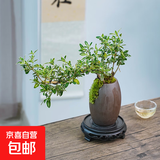 【禅意】悬崖金边六月雪带陶瓷盆小盆景植物办公室内绿植盆栽盆景 悬崖六月雪+蛋壳型盆+底座+苔藓