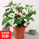 龙吐珠盆栽带花室内桌面好养花卉阳台庭院爬藤植物藤本四季开花苗 2年苗龙吐珠带花（原土原盆）20厘米 含盆