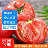 新鲜沙瓤大番茄生吃西红柿减肥早餐即食新鲜蔬菜生鲜单果＞100g 家庭装 4斤 带箱