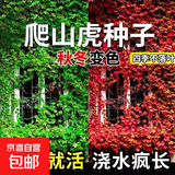 花卉种子花籽四季种易活四季开花室外鲜花盆栽种植庭院室内多年生 爬山虎种子 250克