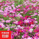 波斯菊花种子格桑花种籽子七彩四季开花易活花籽庭院野花组合种子 波斯菊5包每包约100粒