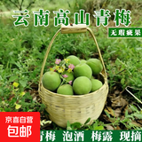 云南高山青梅云南黄梅现摘现发泡酒 云南青梅净重5斤大果28mm+