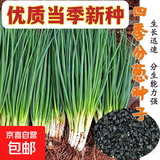 【随种随吃】四季小香葱种子葱种庭院阳台盆栽地栽小葱蔬菜种子 小香葱种子【5包约1500粒】 原厂封装