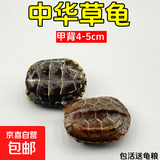 外塘中华草龟活体小乌龟宠物情侣金线苗活物草龟黑腹墨龟好养耐活 4-5厘米 2只情侣草龟
