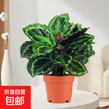 彩虹竹芋盆栽水培孔雀竹芋彩叶绿植物花卉室内夏季天除甲醛好养活 彩虹竹芋（原土盆）