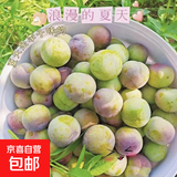 四川半边红脱骨李脆李孕妇水果新鲜直发 单果20g+ 带箱5斤