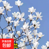四季庭院玉兰树苗庭院树木红白黄紫二乔盆栽耐冻绿化风景树 白玉兰 3cm粗（1.3-1.5米高）