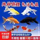 招财锦鲤鱼观赏鱼 冷水鱼活鱼招财鱼好养耐活 风水富贵鱼 精品锦鲤随机颜色1条 8-10厘米