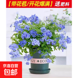 蓝雪花大花苗爬藤植物阳台庭院四季开花盆栽室内外鲜花卉盆景植物 【带花苞】蓝雪花180（加仑盆）