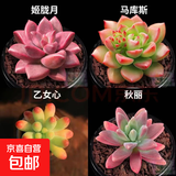多肉植物精选图片品种发货照图办公室室内阳台桌面图片品种指定品 姬胧月+马库斯+乙女心+秋丽+盆土