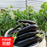 【京东快递】现摘现发新鲜绿把黑茄新鲜蔬菜生鲜 绿把茄子 5斤 净重
