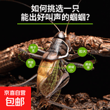蝈蝈活新脱鸣虫夏蝈蝈大活体大肚子野生叫蝈蝈铁蝈蝈绿蝈蝈 大号铁皮蝈蝈 拍两个给罐