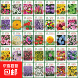 波斯菊花种子格桑花种籽子七彩四季开花易活花籽庭院野花组合种子 新手随机10包装
