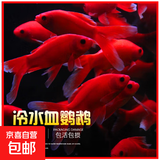 冷水鹦鹉鱼招财鱼血鹦鹉红金鱼冷水观赏鱼活体鱼苗好养耐活发财鱼 冷水血鹦鹉5条【6-8cm】送