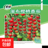春蝶蔬菜种子四季播盆栽阳台庭院黄瓜豆角番茄甜瓜易种籽孑大全 瀑布樱桃番茄【1包 约200粒】 一包(试种贵在快递费)