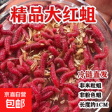 鲜活钓鱼蛆虫综合鱼饵肉蛆蛆牙子活虫红色活蛆大蛆钓白条马口钓饵 【爆护红蛆虫】1瓶（约150条）