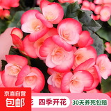 丽格海棠重瓣大花盆栽红玫瑰室内客厅阳台四季开净化空气好养花卉 红边白心 丽格海棠带花苞 不含盆