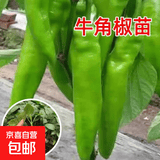 辣椒种苗朝天椒小米椒薄皮椒长线椒灯笼椒甜椒五彩椒螺丝椒蔬菜秧 牛角椒苗 10棵