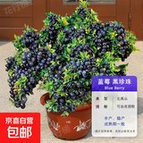 蓝莓树果苗蓝莓苗盆栽地栽果苗带大果南北方种植苗兔眼绿宝石果树 8年苗_黑珍珠/带叶带土发货