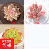 多肉植物精选图片品种发货照图办公室室内阳台桌面图片品种指定品 淡雪+秋丽+香格里拉+盆土