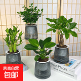 办公室绿植桌面小盆栽水培客厅室内开花好养发财树绿萝办公桌花卉 九里香+荷花竹+椰子 +发财树+灰透吸水盆 含盆
