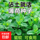 四季食用紫苏种子薄荷种子细叶苦苣种子家庭四季阳台种植盆栽驱蚊 驱蚊食用薄荷家庭种约1000粒1包