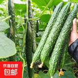 蔬菜种子大全黄瓜菠菜小白菜花卉四季蔬菜简单种植菜园阳台种植 美农春秋黄瓜种子50粒