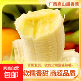 高山精品甜蕉现摘新鲜水果香蕉孕妇宝宝辅食搭配丫丫生鲜特产 3斤装【青蕉发货】