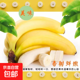 广东超甜香蕉青香蕉发货放熟吃雯婷新鲜水果 净重3斤